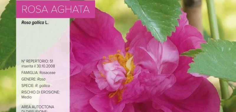 051. Rosa Aghata