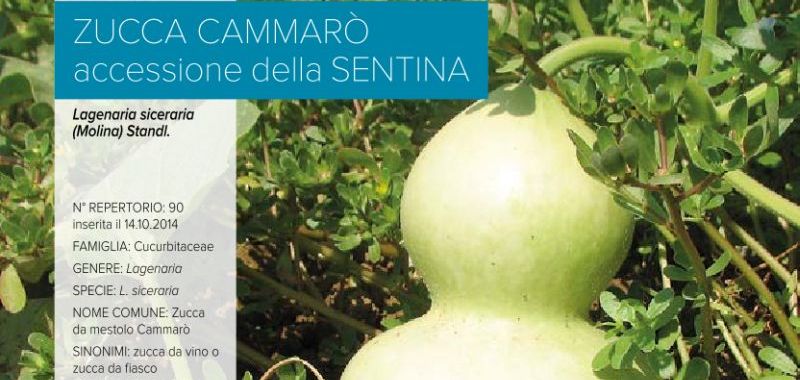 090. Zucca Cammarò - accessione della Sentina