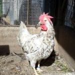 006. Gallina Marchigiana