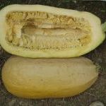 101. Zucca da fiore di Serrapetrona