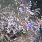 074. Limonium narbonense