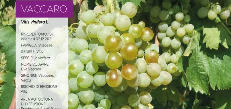 137 Vaccaro