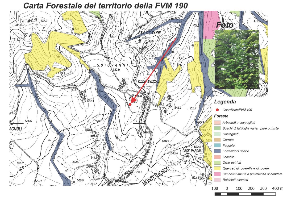 FVM190 Tiglio