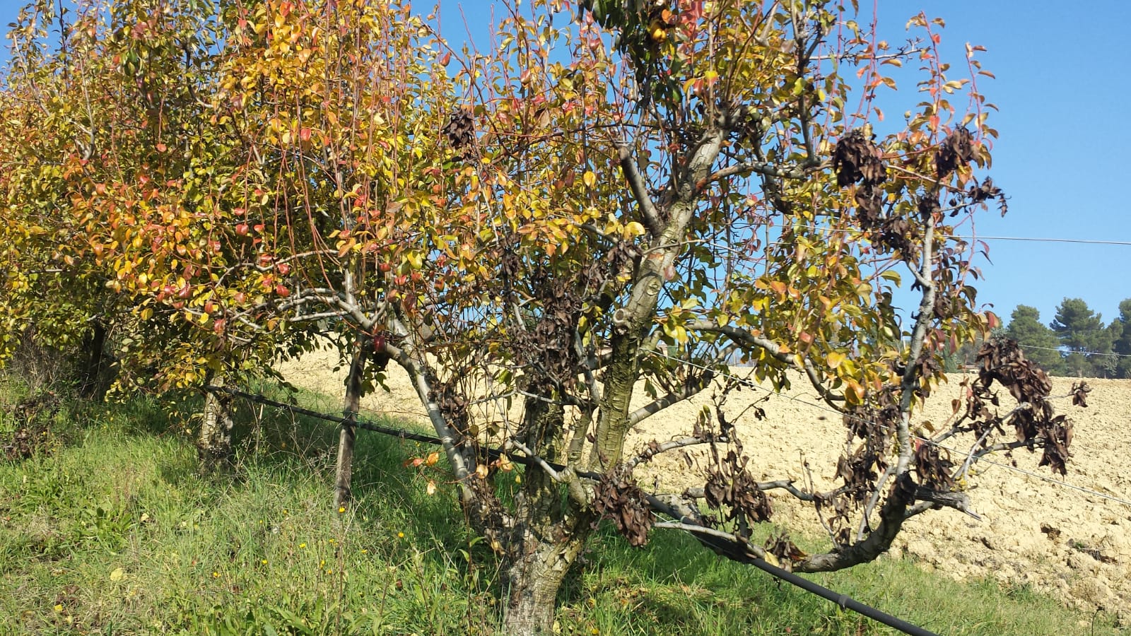 Immagine di alberi da fruttto attaccati dall'Erwinia