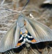 Immagine di esemplare di Paysandisia