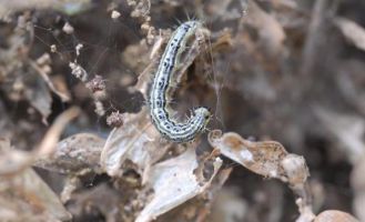 Fitosanitario Emergenza Piralide del bosso larva s