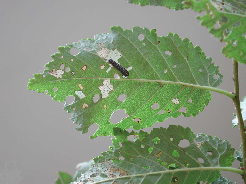 Immagine di larva di Galerucella