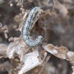 Immagine di esemplare di larva di Piralide