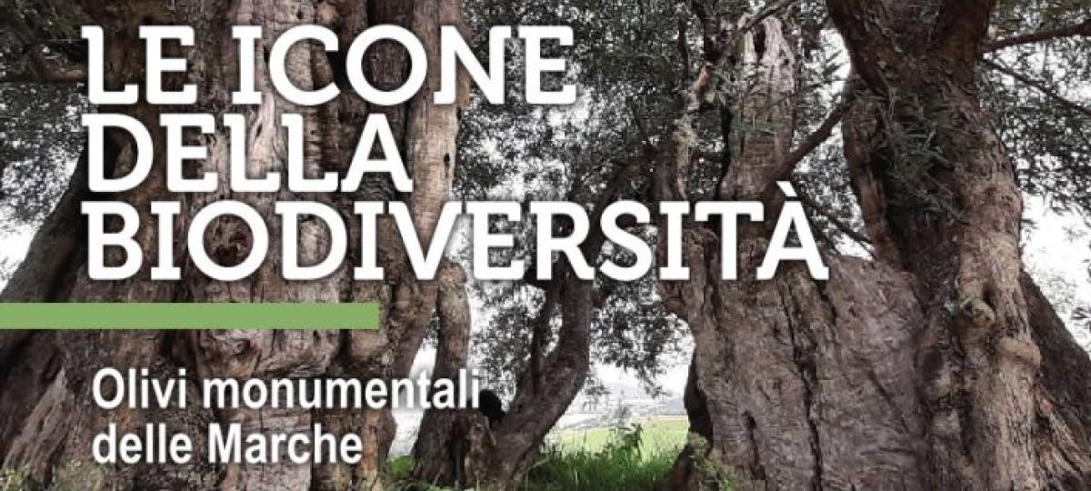 Le icone della biodiversità – Gli olivi monumentali delle Marche